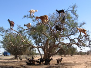 FACT: Goats climb trees.